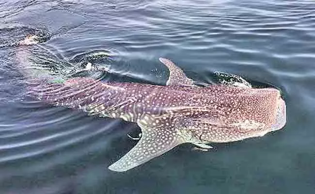 Whale Shark Fish Spotted Coastal Sea At Visakhapatnam - Sakshi