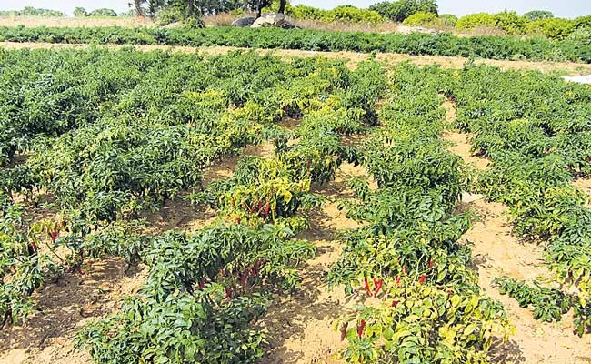 Losses In Chilli: List Of Farmers Commit Ends Life In Mahabubabad District - Sakshi