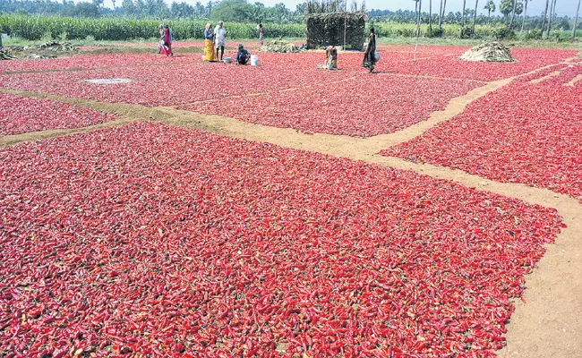 Mirchi yields are declined and prices are high - Sakshi