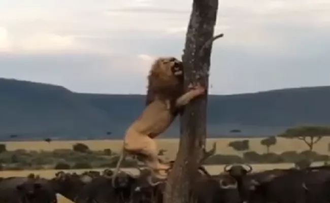 Lion Climbing On A Tree To Save His Life From Here Of Buffalo - Sakshi