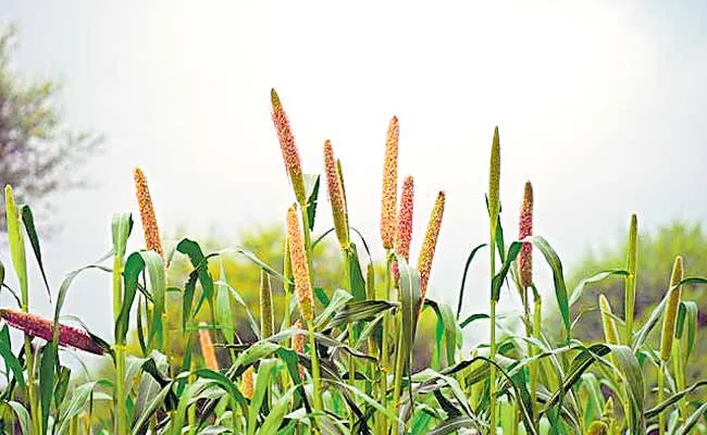 Millets Ensure Future Food Security in a Warming World - Sakshi