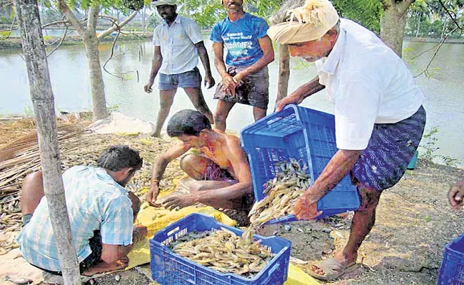 Andhra Pradesh Number One In Aquaculture Development - Sakshi