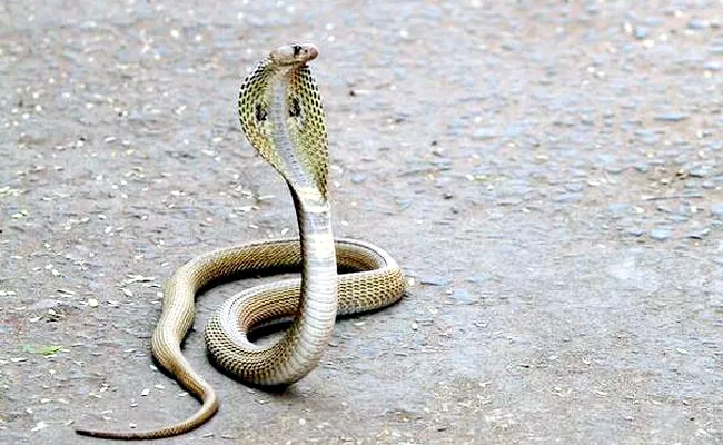 Doctors Conduct Surgery On Cobra Snake To Remove Plastic Cap   - Sakshi