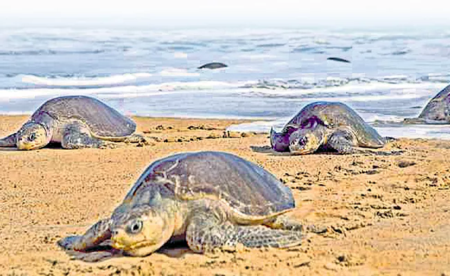 Saving The Olive Ridleys Turtles At Srikakulam Coast - Sakshi