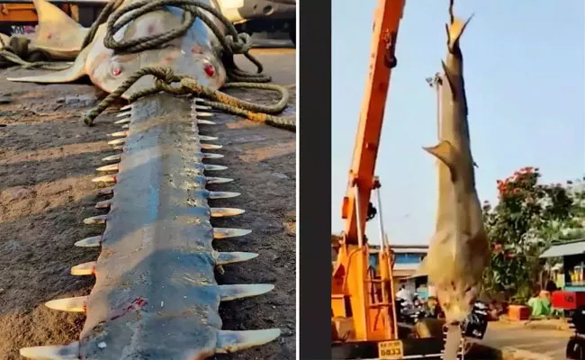 Rare Incident: Carpenter Shark Fish Caught In Karnataka Coastal Area - Sakshi