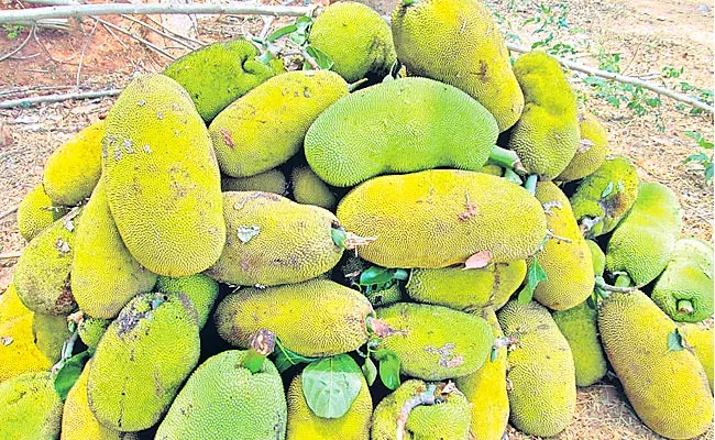 Uddanam jackfruits Export To North States Srikakulam District - Sakshi