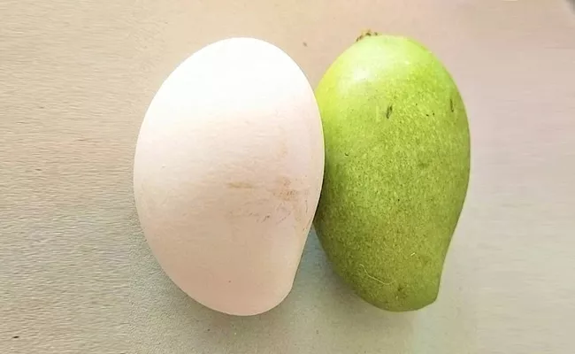 Hen Egg Mango Shape In East Godavari - Sakshi