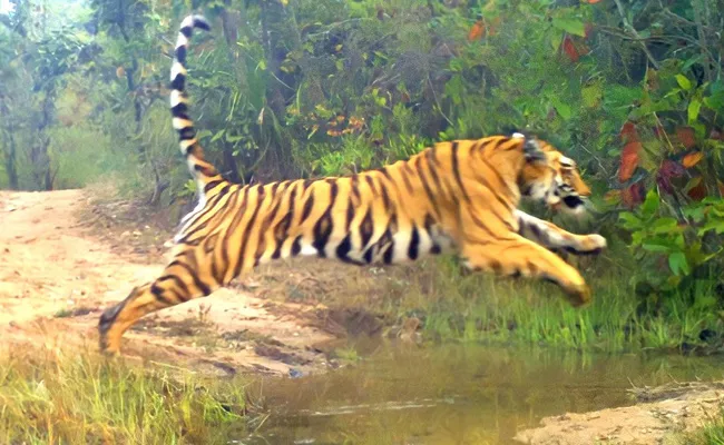 K8 Tiger Spotted At Kawal Tiger Reserve Forest Mancherial - Sakshi