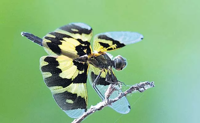 Rhyothemis Variegata Rare Dragonfly Found In Botanical Garden Jadcherla  - Sakshi