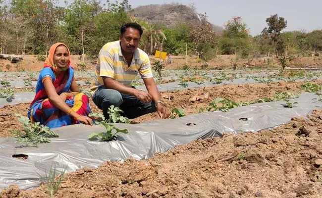 Farming Couple Uses Mulching Paper Technique Reduces Labour Cost Mancherial - Sakshi