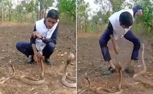 Viral Video: Karnataka Man Stunt With 3 Cobras Ends Badly - Sakshi