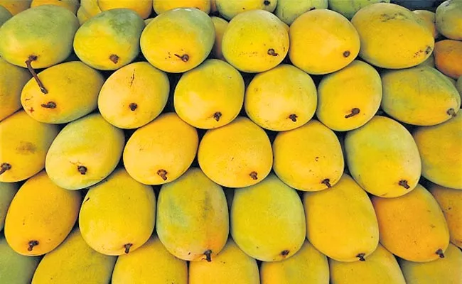 AP Banginapalli Mangoes Are Heavily Exported To South Korea - Sakshi