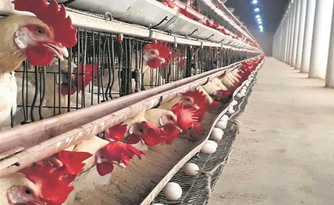 Crisis In Poultry Industry: Reduced Demand For Exports‌ - Sakshi