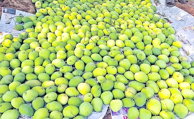 Mango Season Started With Good Profit For The Farmers In AP - Sakshi