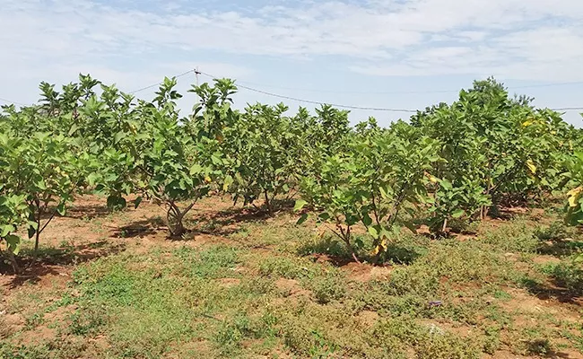 Health Benefits Of Anjeer And Uses Nalgonda - Sakshi