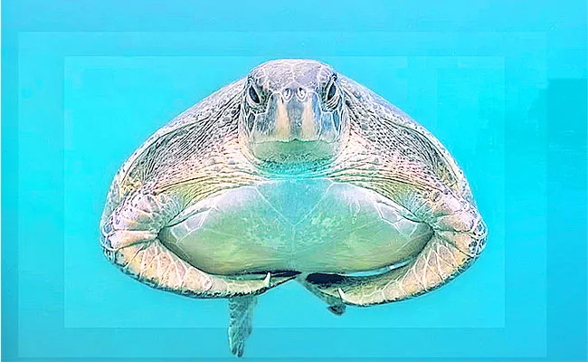 Green Sea Turtle Photo Viral On Social Media - Sakshi