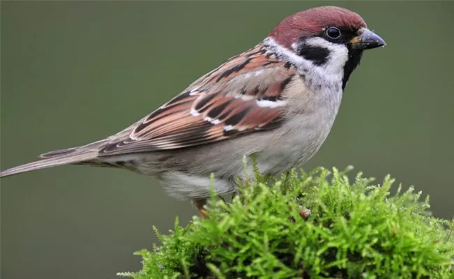 World Sparrow Day 2022 Special Story - Sakshi