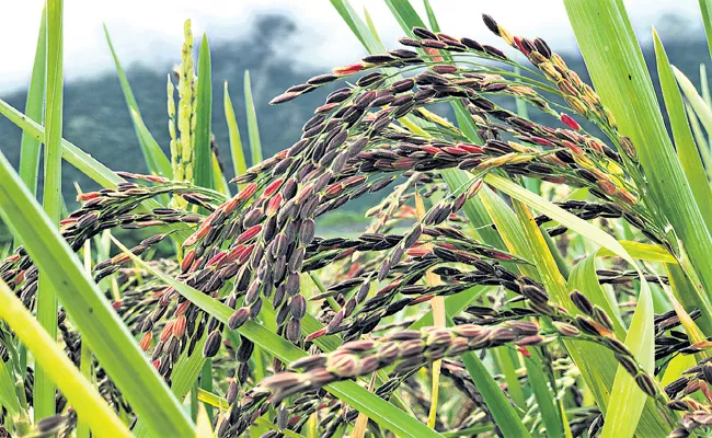 Cultivation of various varieties of paddy in nature agriculture - Sakshi