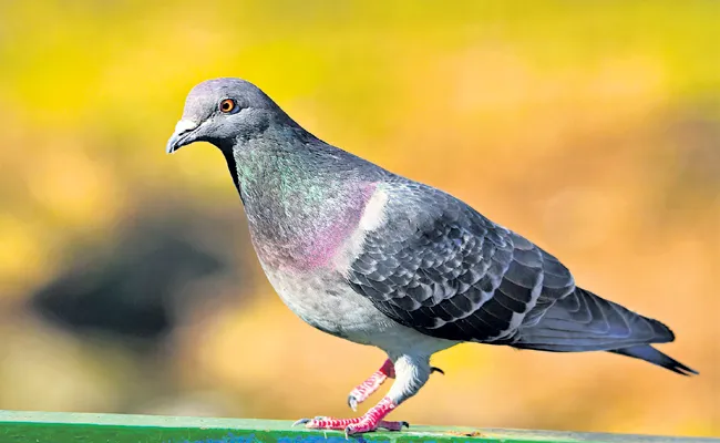 Pigeon Race Betting in Nellore and Prakasam districts - Sakshi