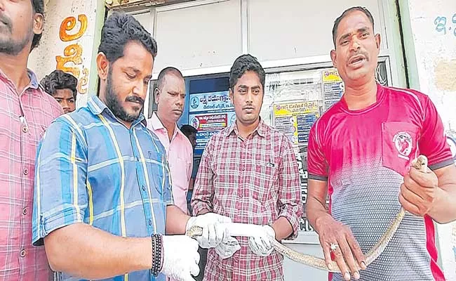 Snake Was Treated For Broken Bone In Wanaparthy - Sakshi