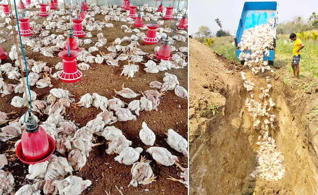 Chicken Died With The New Virus Warangal - Sakshi