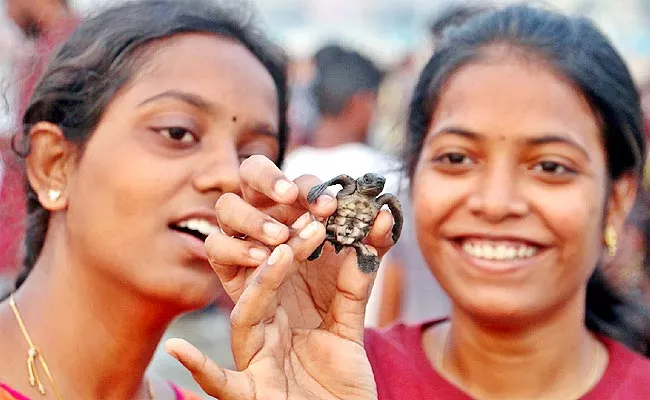 Olive Ridley Turtles Released Into the Sea In Visakha - Sakshi