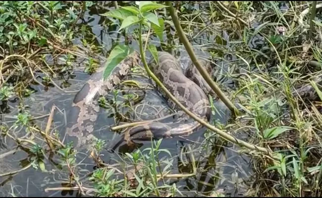 Python Snake Spotted Tekkali Rural - Sakshi