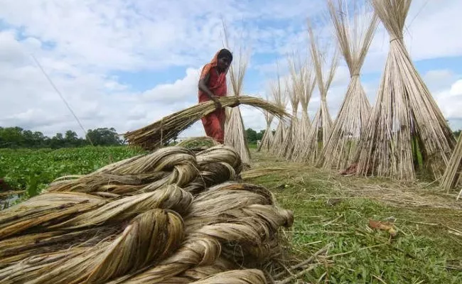 Cabinet hikes MSP for raw jute by RS 250 per quintal for 2022-23 season - Sakshi