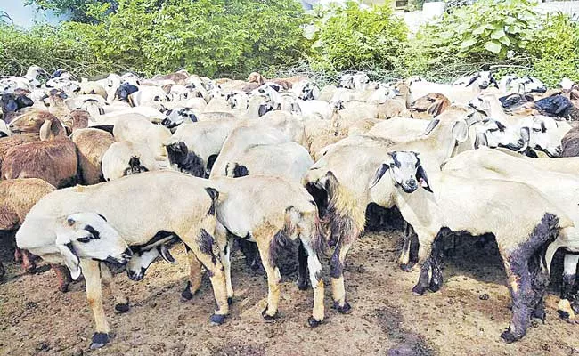 Telangana: NCDC Loan Not Sanctioned For Sheep Distribution For Second Phase - Sakshi