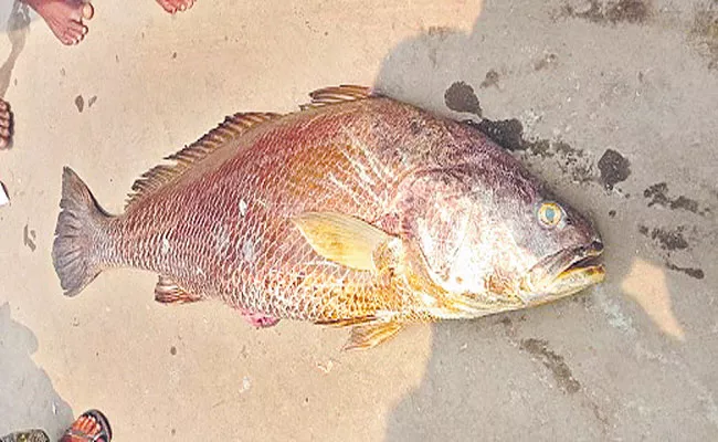 Rare Kachidi Fish Caught In Pallipalem East Godavari - Sakshi