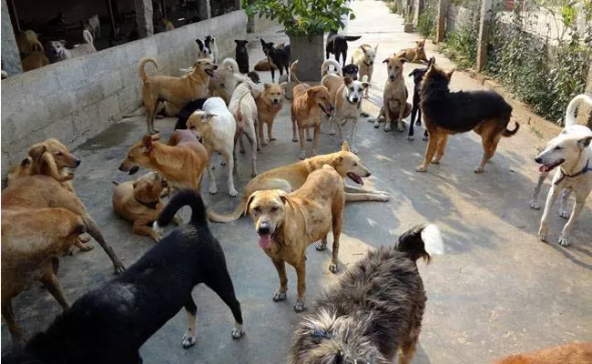 House Owner Deceased in Chennai Conflict Over Feeding of Dogs - Sakshi