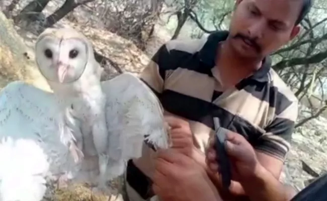 Rare North American Oval Bird Found In Chikkadpally Hyderabad - Sakshi