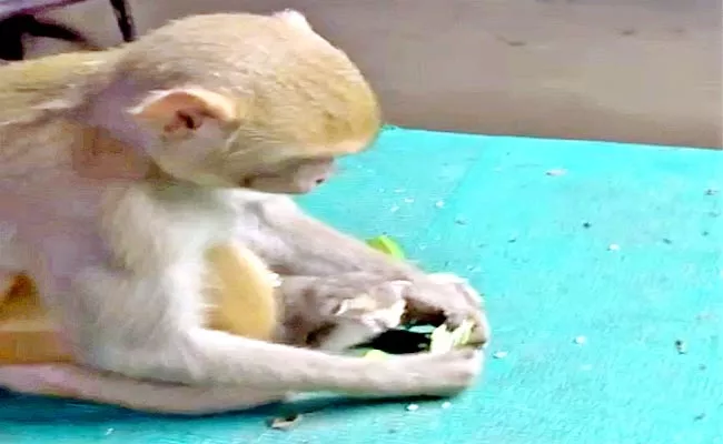 Monkey Feeding Baby Cat In East Godavari - Sakshi