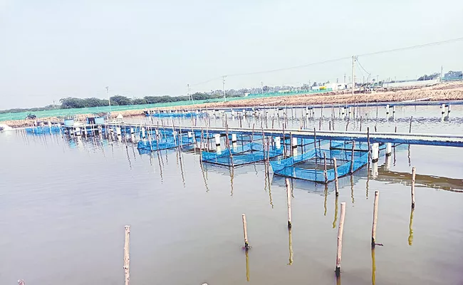 Sea fish in ponda at Andhra Pradesh - Sakshi