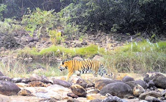 Tigers At Papikondalu Andhra Pradesh - Sakshi