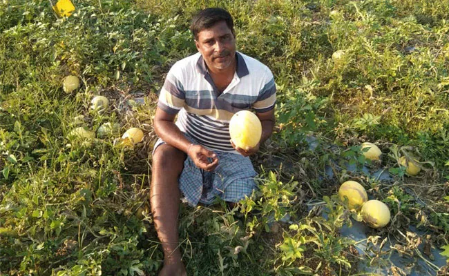 Yellow Watermelon Gives Profits To Farmer Karimnagar - Sakshi