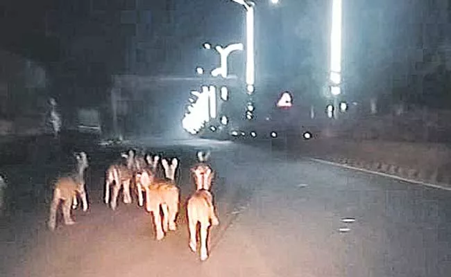 Chital Deer Roaming In Khammam District Roads - Sakshi