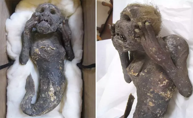 Japan Scientists Find 300 Year Old Mummified Mermaid  - Sakshi