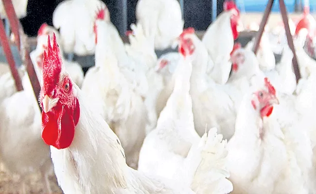 Chicken prices have risen sharply - Sakshi