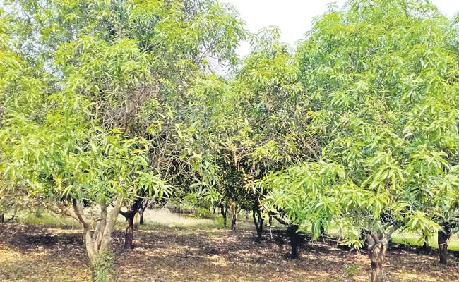 Telangana: Yield Of Mangoes Not Get Profit From Last Two Years - Sakshi