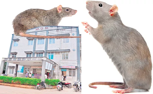 Story On Hospital Condition Over Rats Bite Patient At MGM in Warangal - Sakshi