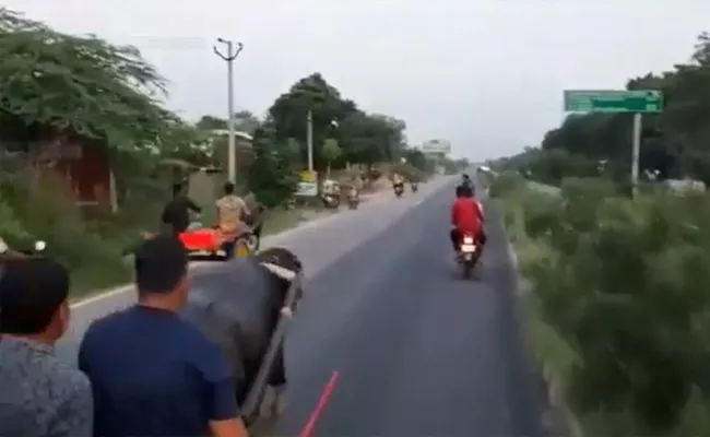 Group of Men Beat a Buffalo to Make It Run Faster, Get Instant Karma  - Sakshi