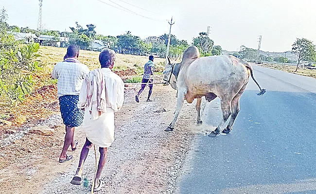 Two Villagers Fight For Ox Settled With 50k Fine At Chilkur Huzurnagar - Sakshi