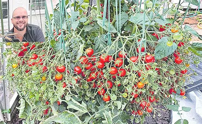 British Gardener Sets World Record By Growing Over 1200 Tomatoes - Sakshi