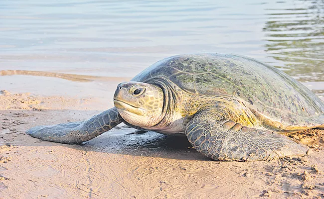 Olive Ridley Sea turtles Travels 20 thousand kilometers for Eggs - Sakshi