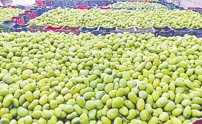 Telangana Arrangements To Bring International Fame To Mango Export - Sakshi