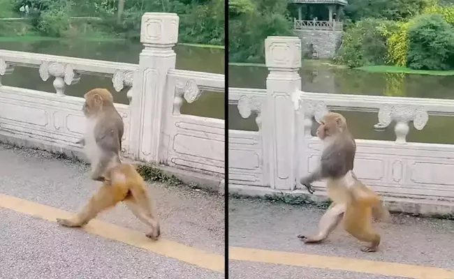 Viral Video: Monkey Walks on Two Legs Then Jumps in The Funniest Way - Sakshi