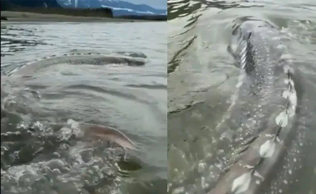 Giant Sturgeon Spotted Lurking Into River In North America - Sakshi