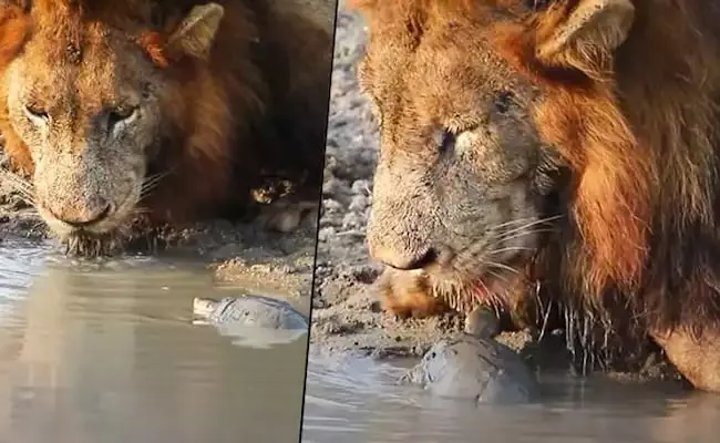 Turtle Annoys Lion While Drinking Water Video Viral - Sakshi