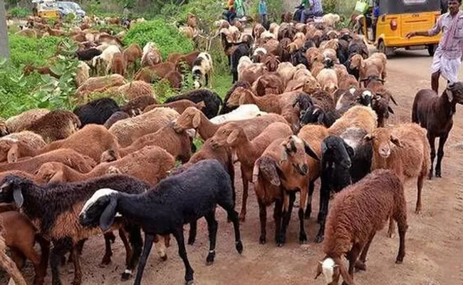 Hyderabad: Man Cheats And Stole 78 Lakh In The Name Of Sheep Rearing Scam - Sakshi